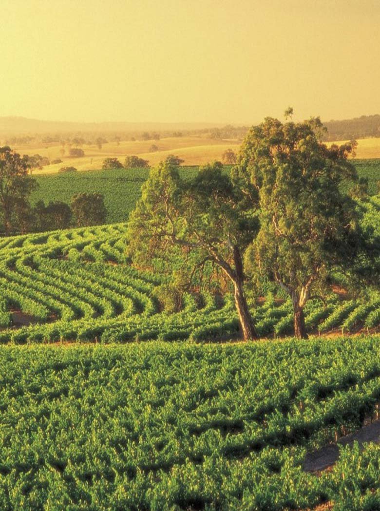 eden valley wine tours